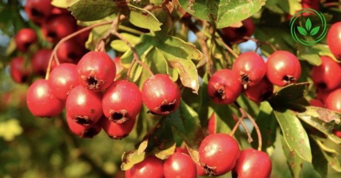 Untitled design (44)