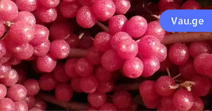 vap.ge - 2023-02-02T041028.091