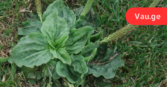 vap.ge - 2023-03-22T180545.847