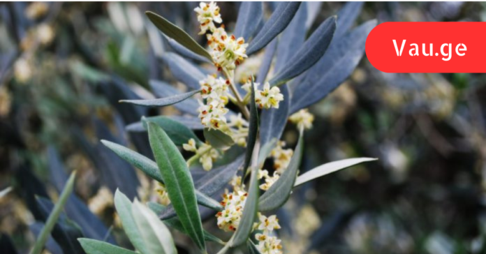 vap.ge - 2023-04-25T005715.951