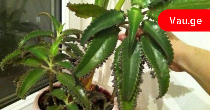 vau.ge - 2023-04-22T092605.452