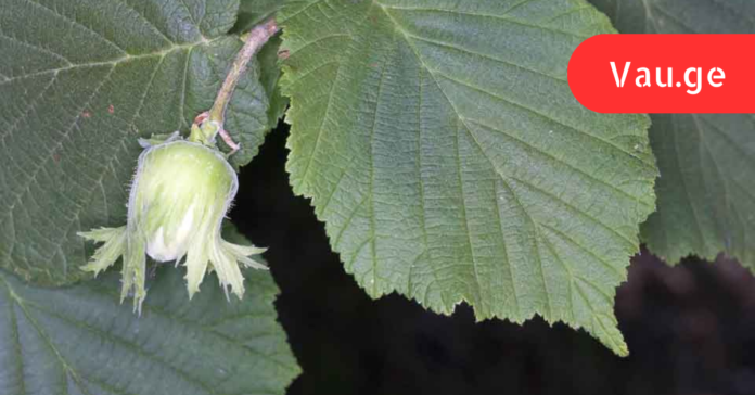 vap.ge - 2023-05-22T222253.003