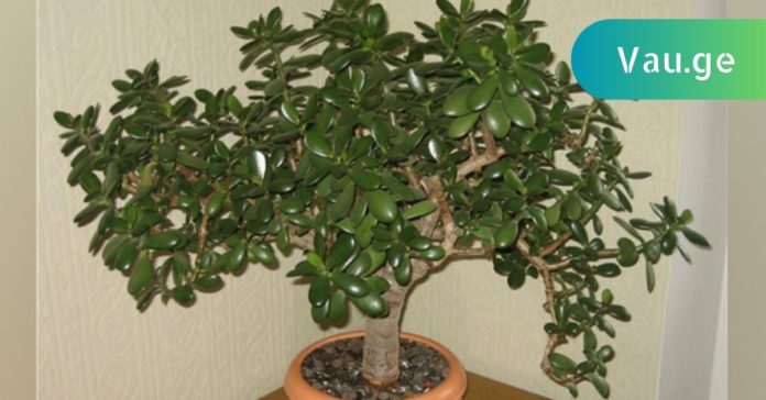 Folktips.org - 2023-06-21T134751.621